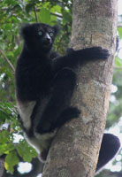 Een indri klimt in een boom